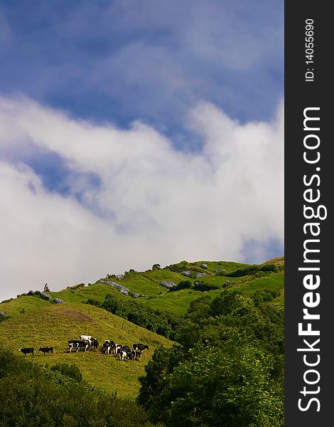 A group of cows in pasture hills - Azores - with cloudy blue sky at the background