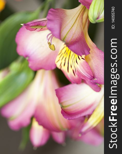 Peruvian lily, Lilac Alstroemeria flower. Peruvian lily, Lilac Alstroemeria flower