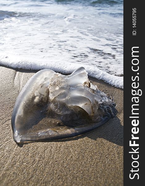 Jellyfish On The Beach