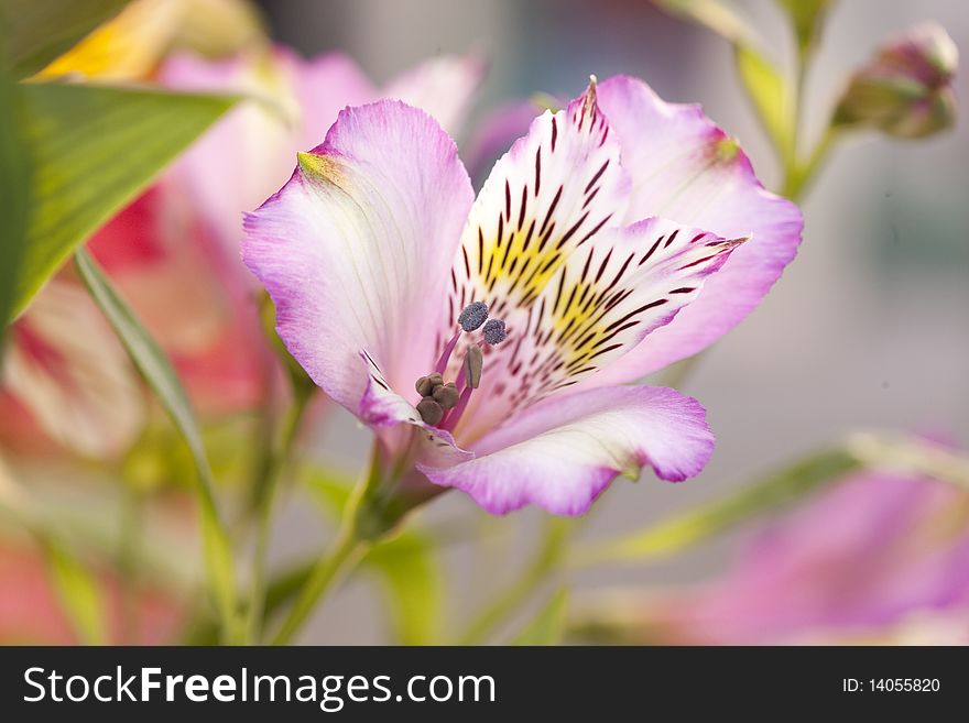 Peruvian lily, lilac Alstroemeria, 'Storosa. Peruvian lily, lilac Alstroemeria, 'Storosa