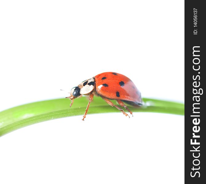 Red ladybug on green grass