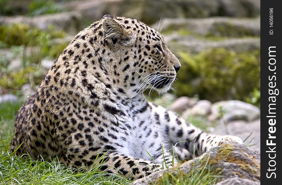 Persian Leopard. Latin name - Panthera pardus saxicolor. Persian Leopard. Latin name - Panthera pardus saxicolor