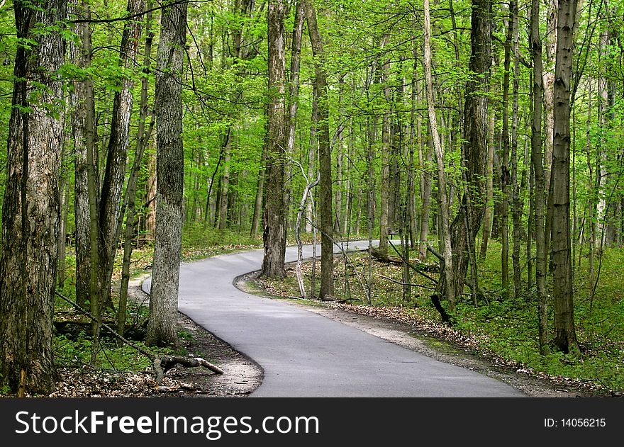 Scenic alley in spring time through forest. Scenic alley in spring time through forest