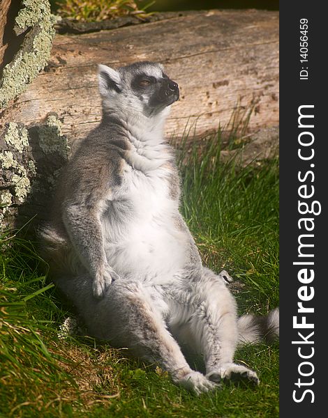 Lemur sitting on grass and relaxing