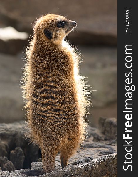 Small meerkat standing at sunlight