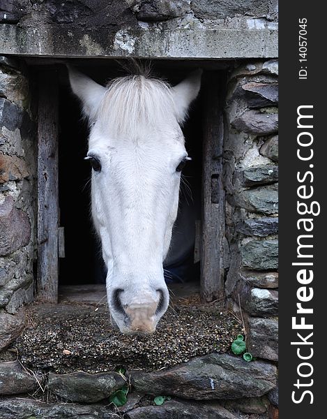 Taken of a farm horse as he stood looking out a window. Taken of a farm horse as he stood looking out a window.