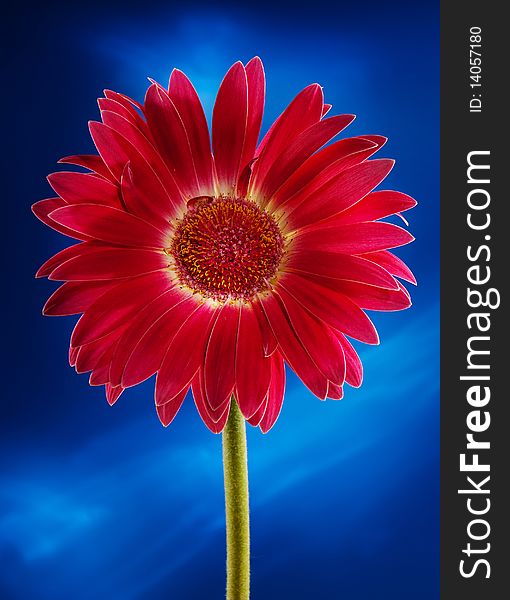 Red flower in studio on blue background. Red flower in studio on blue background