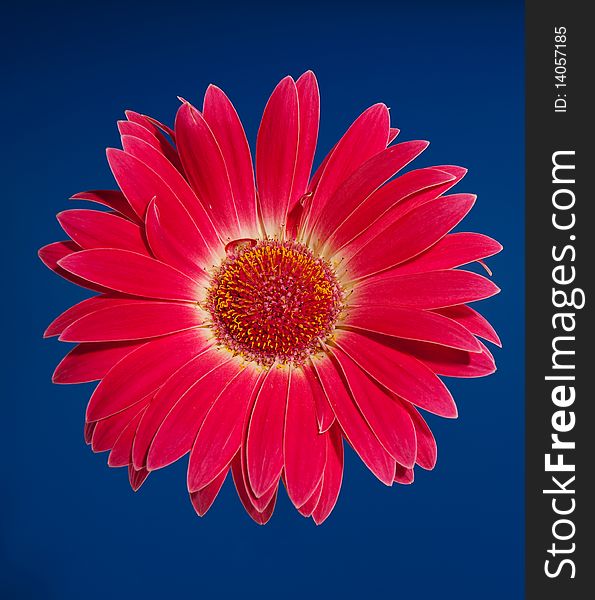 Red beautiful flower on blue background. Red beautiful flower on blue background