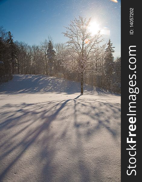 Hoar covered tree in winter