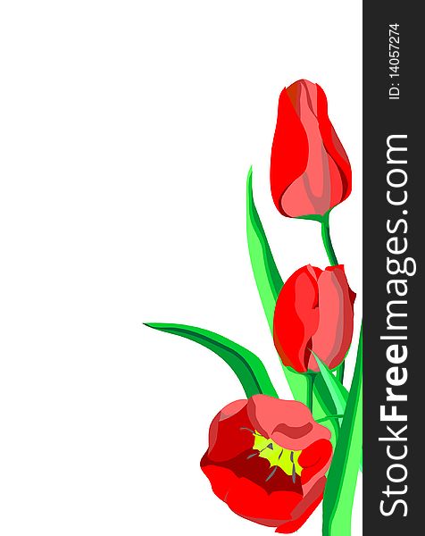 Three bright red flowers tulips with green leaves isolated on a white background