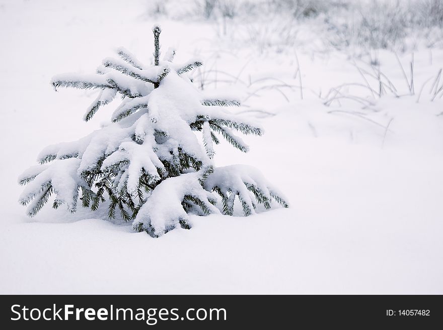 Fur-tree Under Snow