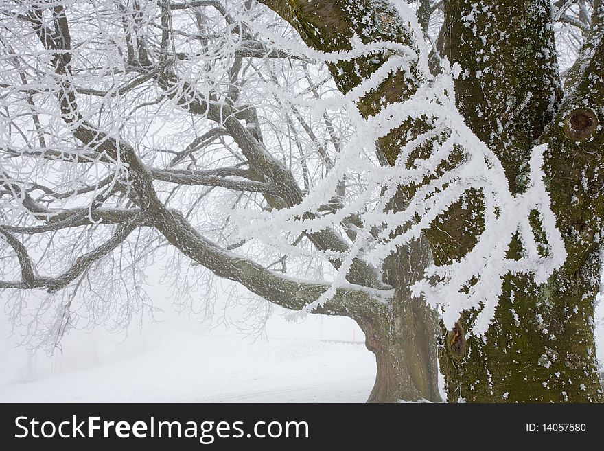 Hoar Frost On Branches