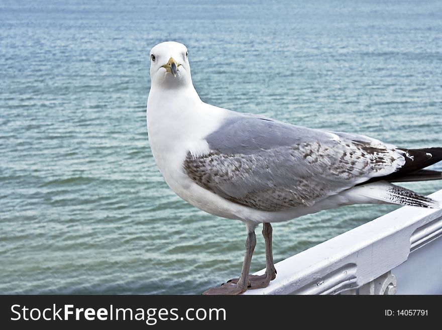 A large herring gull with the sea as a background. A large herring gull with the sea as a background