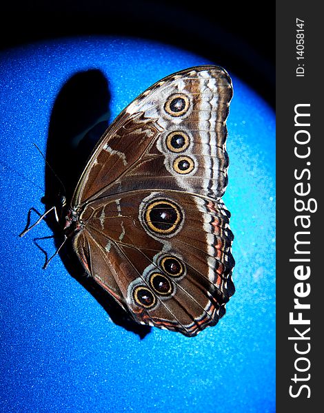 Beauty butterfly on blue background. Beauty butterfly on blue background