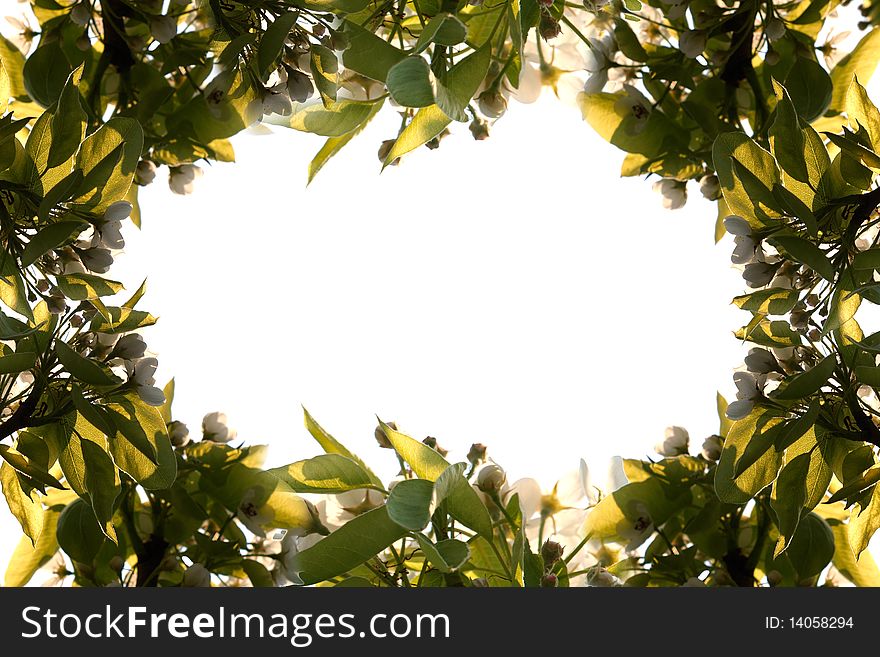 Flower frame on white background