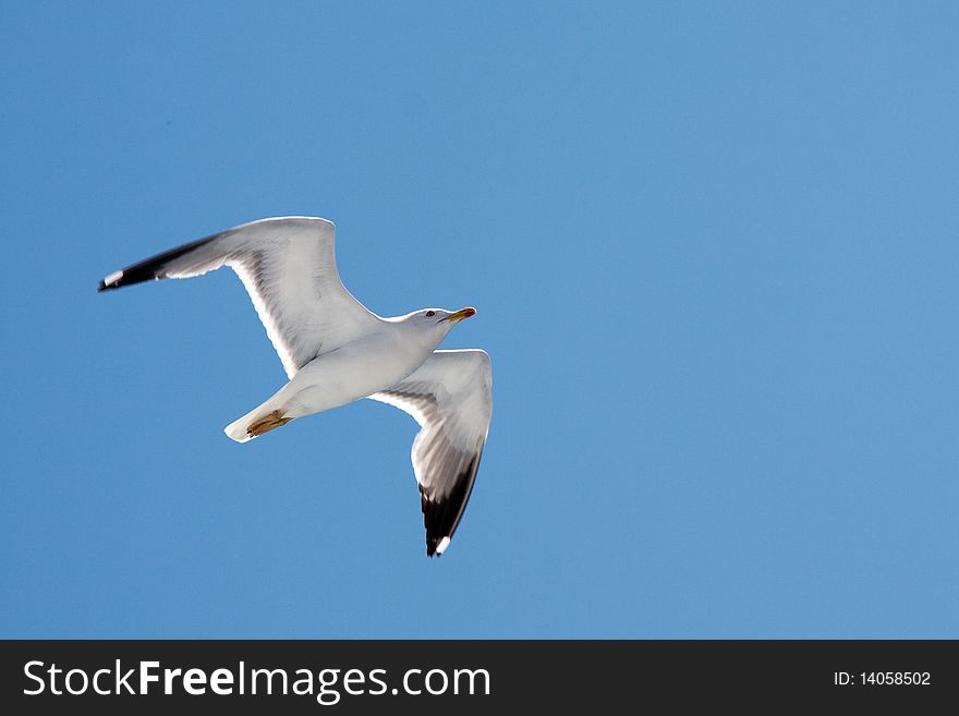 Seagull in flight