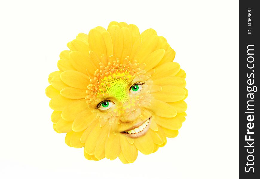 Yellow gerbera isolated on the white background