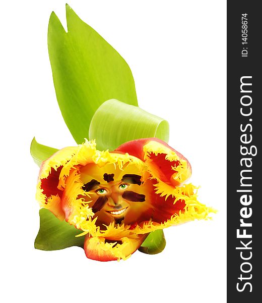 Red, yellow tulip face isolated on the white background