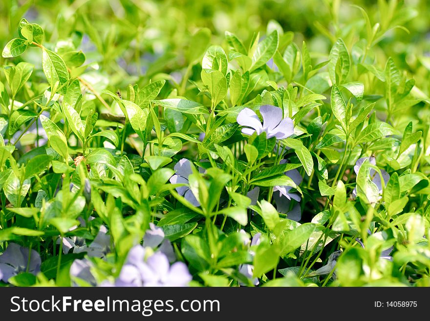 Green leaf and flowers. Spring background.