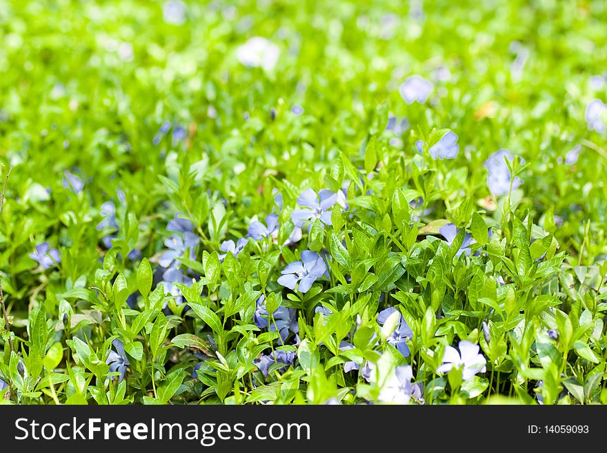 Green leaf and flowers. Spring background.