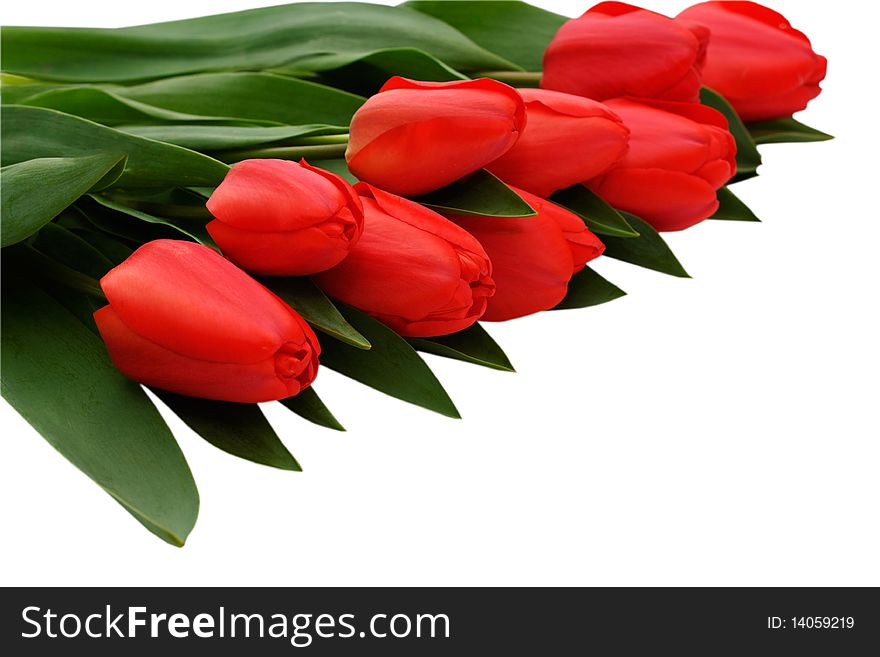 Bouquet of red tulips on a white insulated