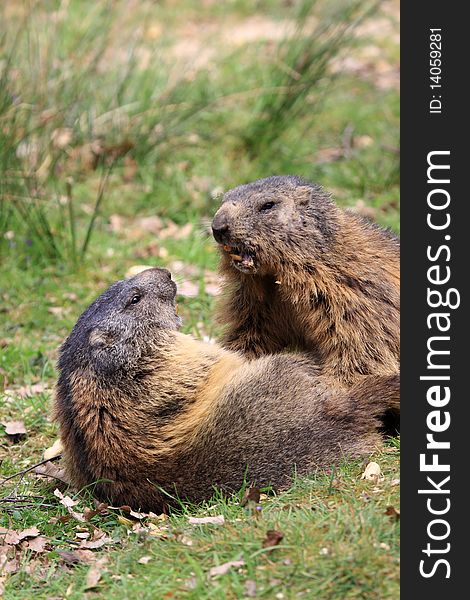 Alpine Marmots live at heights between 800 and 3,200 metres