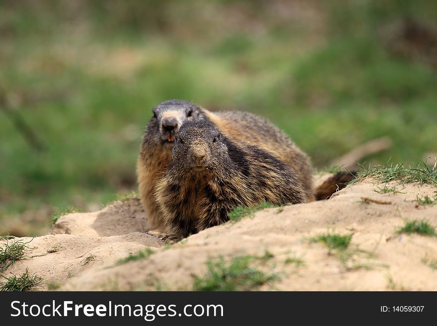 Alpine Marmots live at heights between 800 and 3,200 metres