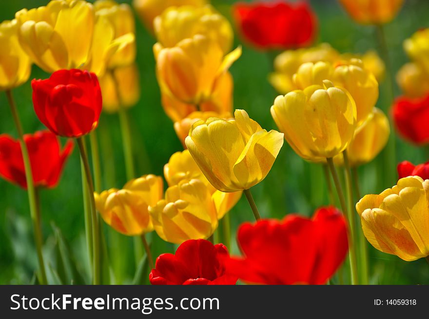 Beautiful yellow tulips in garden