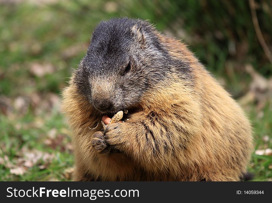 Alpine marmot