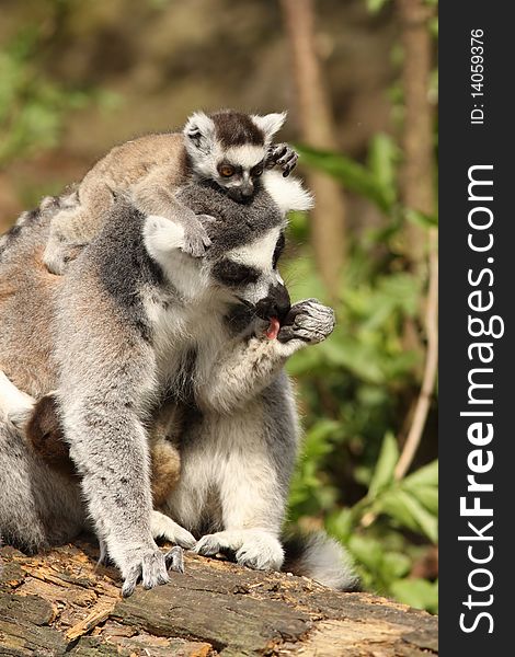 Animals: Ring-tailed lemur with a baby on its head and cleaning itself