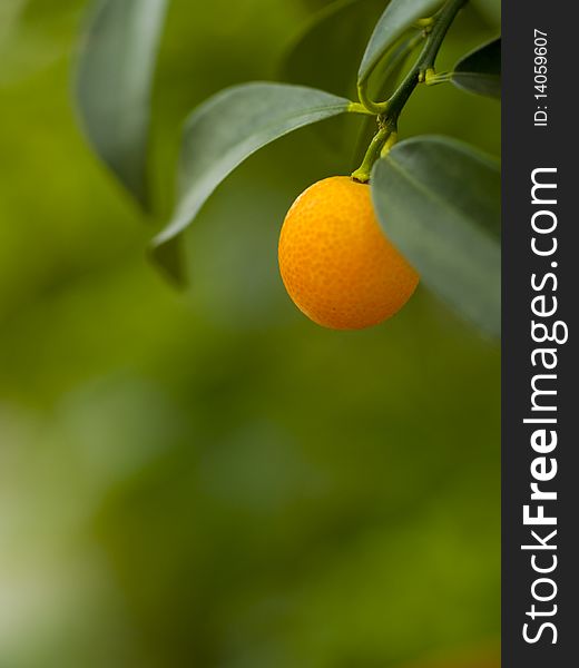 A ripe orange hanging on a branch