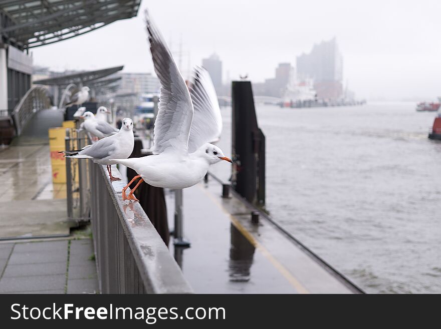 Seagulls in the harbor. Hamburg, Germany