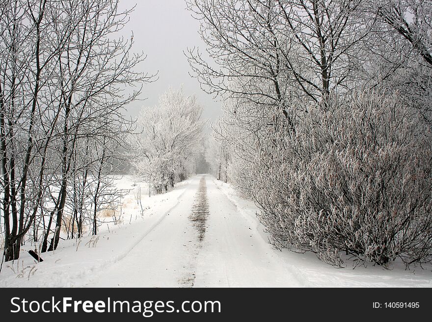 A long, narrow, treed and snow-covered country driveway in the winter. A long, narrow, treed and snow-covered country driveway in the winter