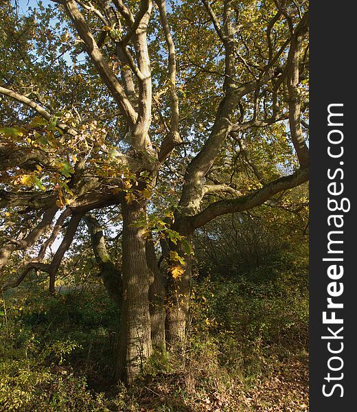 Autumn leaves on trees backbround empty space no people. Autumn leaves on trees backbround empty space no people