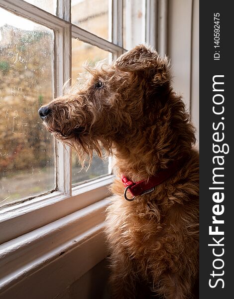 A Irish Terrier Sitting In A Window Looking Out Wishfully