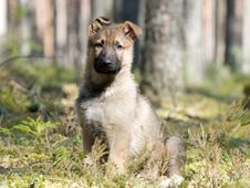 Puppy Alone In The Forest Royalty Free Stock Images Puppy Alone In The Forest Royalty Free Stock Images