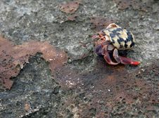 Hermit Crab Royalty Free Stock Photo Hermit Crab Royalty Free Stock Photo