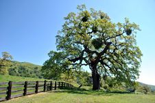 Old Oak Tree Royalty Free Stock Images Old Oak Tree Royalty Free Stock Images