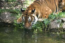 Drinking Tiger Stock Image