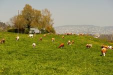 Cows Grazing On A Hillside Pasture Stock Images