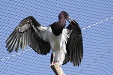 White-bellied Stork Stock Photo