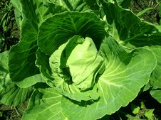 Green Cabbage Royalty Free Stock Photos