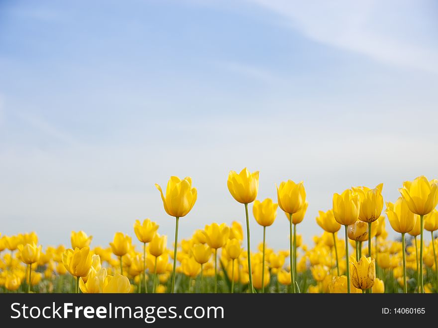 Yellow tulips on a bright blue sky. Yellow tulips on a bright blue sky