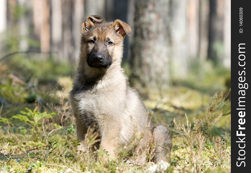 Sheepdogs puppy on the grass in spring forest. Sheepdogs puppy on the grass in spring forest