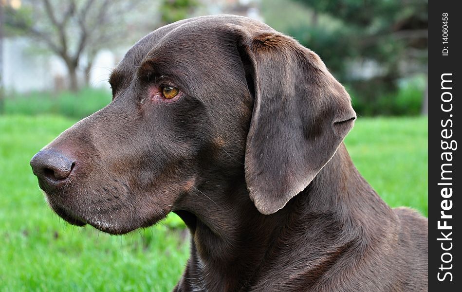 German shorthaired pointer is known of german pointers and routinely is called only German Ohara, without confusion.
