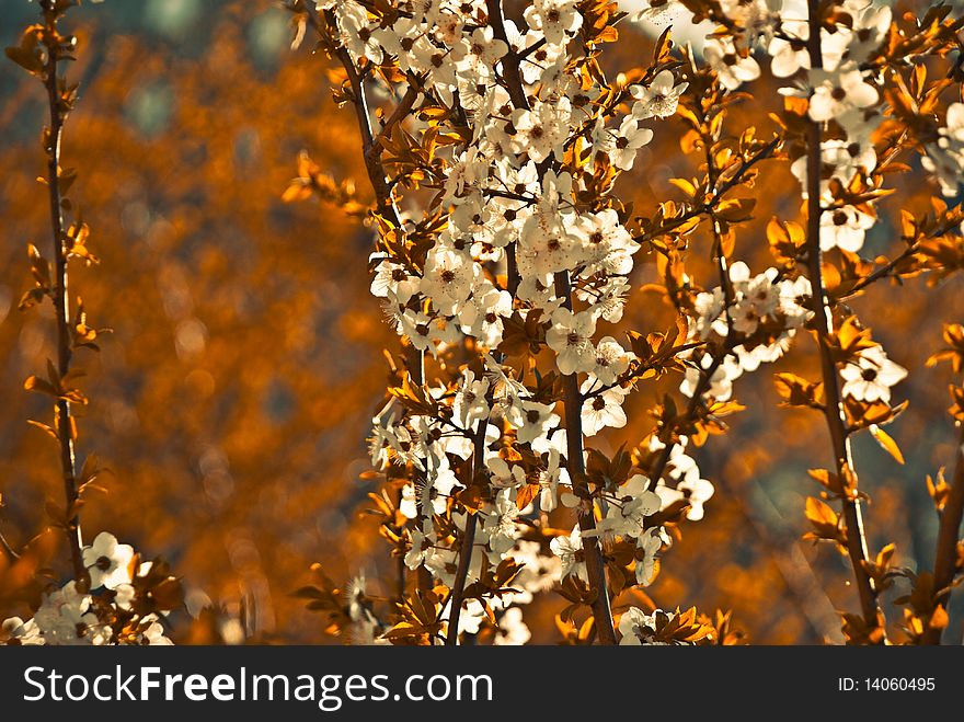 Spring apricot tree branches at fall tint leafs. Spring apricot tree branches at fall tint leafs