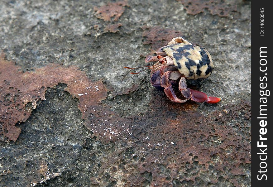 Colorful land hermit crab scurrying across a rock.