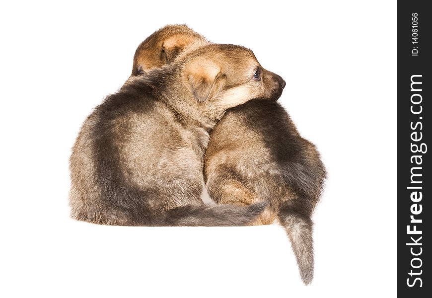 German sheepdogs puppys isolated on white background