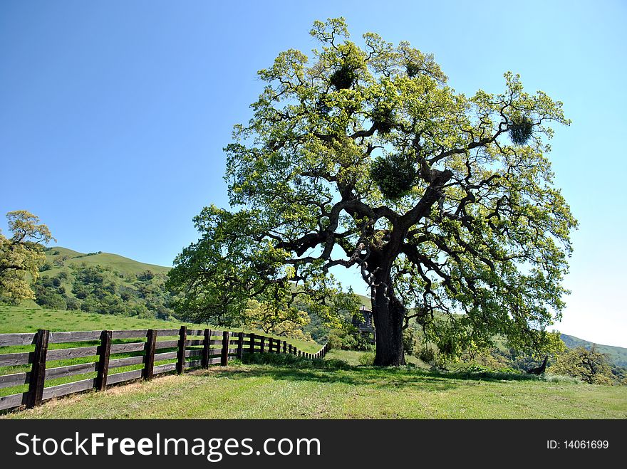 Old oak tree in the hills.