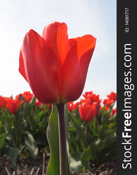 Red Tulip